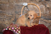 Sparky Male AKC Registered Golden Retriever Puppy For Sale Butler Ohio
