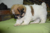 Zuchon For Sale Male Shiloh Sugarcreek, Ohio Teddy Bear Puppy