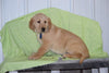 Golden Labrador Puppy For Sale Male Kyle Apple Creek, Ohio