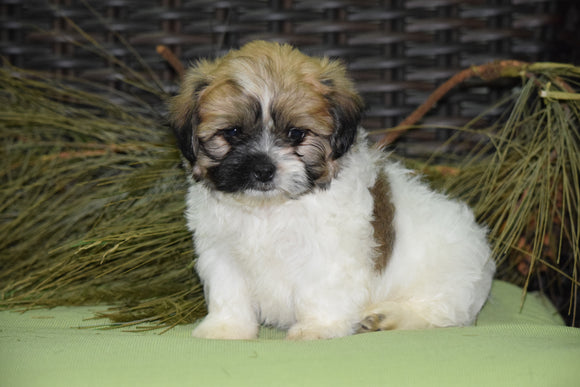 Zuchon For Sale Male Shiloh Sugarcreek, Ohio Teddy Bear Puppy