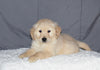 Akc Registered Golden Retriever Puppy For Sale Sugarcreek Ohio Male Buster