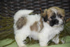 Zuchon For Sale Male Shiloh Sugarcreek, Ohio Teddy Bear Puppy