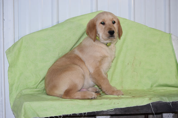 Golden Labrador Puppy For Sale Male Kermit Apple Creek, Ohio