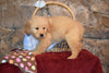 Heidi Female AKC Registered Golden Retriever Puppy For Sale Butler Ohio
