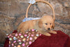Heidi Female AKC Registered Golden Retriever Puppy For Sale Butler Ohio