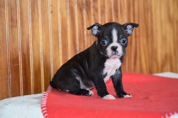 Akc Registered Boston Terrier Dundee Ohio Female Biscuit