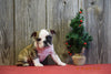 AKC Registered English Bulldog Puppy For Sale Fresno Ohio Male Sophia