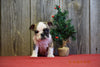 AKC Registered English Bulldog Puppy For Sale Fresno Ohio Male Sophia