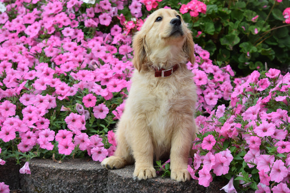 AKC Registered Golden Retriever Puppy Mable Female