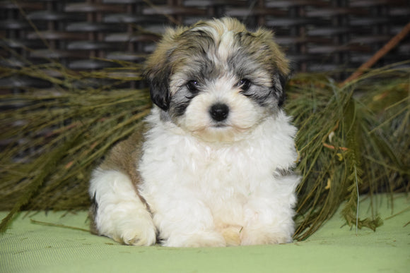 Zuchon For Sale Male Sambo Sugarcreek, Ohio Teddy Bear Puppy