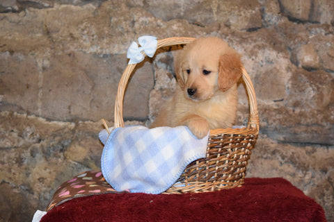 Molly Female AKC Registered Golden Retriever Puppy For Sale Butler Ohio