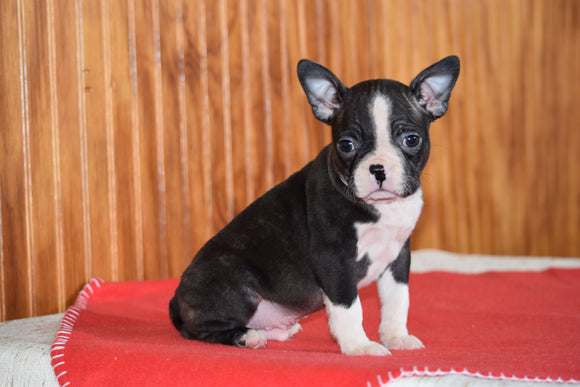 Akc Registered Boston Terrier Dundee Ohio Male Bones