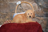 Molly Female AKC Registered Golden Retriever Puppy For Sale Butler Ohio