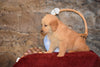 Molly Female AKC Registered Golden Retriever Puppy For Sale Butler Ohio