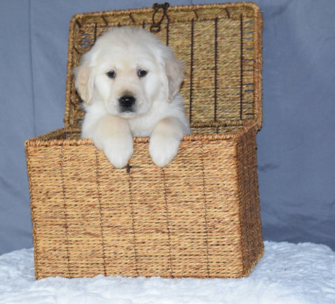 Akc Registered Golden Retriever Puppy For Sale Sugarcreek Ohio Male Buster