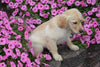 AKC Registered Golden Retriever Puppy Marco Male