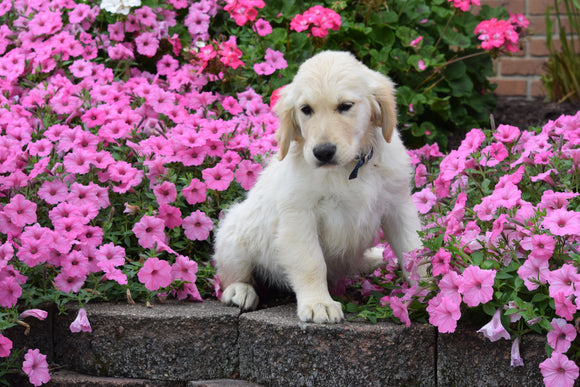 AKC Registered Golden Retriever Puppy Manny Male