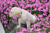 AKC Registered Golden Retriever Puppy Manny Male