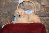 Ginger Female Purebred Golden Retriever Puppy For Sale Butler Ohio