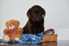ACA Chocolate Labrador Retriever For Sale Millersburg Ohio Male Bailey