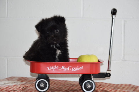 Male Parti Yorkie- Pom Puppy For Sale Fresno Ohio Luther
