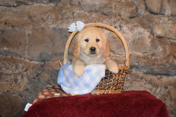 Rover Male Purebred Golden Retriever Puppy For Sale Butler Ohio