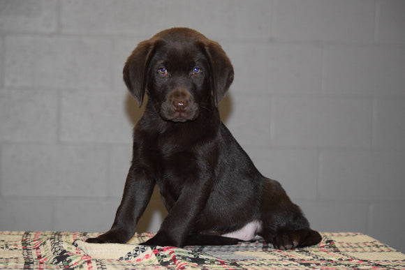 AKC Registered Chocolate Labrador Retriever Puppy For Sale Female Tara Sugarcreek, Ohio