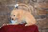 Rover Male Purebred Golden Retriever Puppy For Sale Butler Ohio