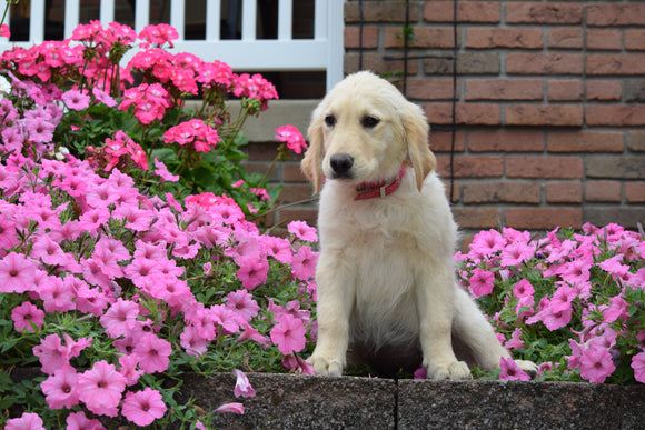 AKC Registered Golden Retriever Puppy Mandy