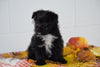 Male Parti Yorkie- Pom (Pomeranian) Puppy For Sale Fresno Ohio Leo