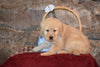 Emma Female Purebred Golden Retriever Puppy For Sale Butler Ohio