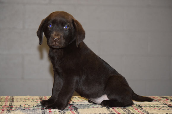 AKC Registered Chocolate Labrador Retriever Puppy For Sale Female Tamara Sugarcreek, Ohio