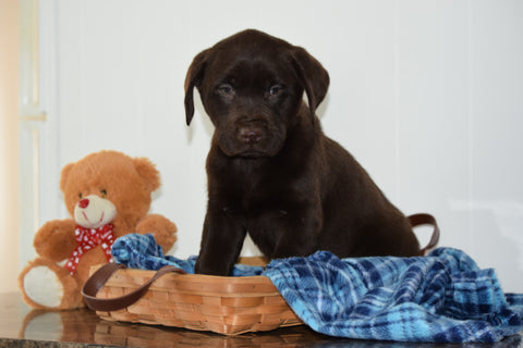 ACA Chocolate Labrador Retriever For Sale Millersburg Ohio Male Baxter