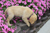 AKC Registered Golden Retriever Puppy Maggie Female