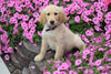 AKC Registered Golden Retriever Puppy Maggie Female