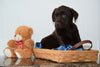 ACA Chocolate Labrador Retriever For Sale Millersburg Ohio Male Baxter