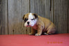 Beabull Puppy For Sale Fresno Ohio Female Cupcake