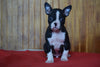 Akc Registered Boston Terrier Dundee Ohio Male Bones