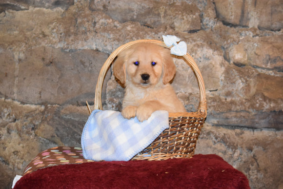 Jasmine Female Purebred Golden Retriever Puppy For Sale Butler Ohio