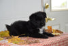 Male Parti Yorkie- Pom (Pomeranian) Puppy For Sale Fresno Ohio Leo