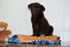 ACA Chocolate Labrador Retriever For Sale Millersburg Ohio Male Bentley