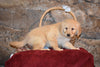 Jasmine Female Purebred Golden Retriever Puppy For Sale Butler Ohio