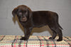 AKC Registered Chocolate Labrador Retriever Puppy For Sale Female Tamara Sugarcreek, Ohio