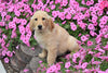 AKC Registered Golden Retriever Puppy Melissa Female