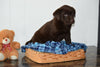 ACA Chocolate Labrador Retriever For Sale Millersburg Ohio Male Bentley