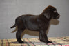 AKC Registered Chocolate Labrador Retriever Puppy For Sale Female Tamara Sugarcreek, Ohio