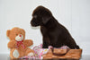 ACA Chocolate Labrador Retriever For Sale Millersburg Ohio Female Brandy
