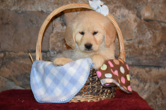 Lexi  Female Purebred Golden Retriever Puppy For Sale Butler Ohio