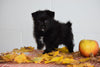 Female Parti Yorkie- Pom Puppy For Sale Fresno Ohio Female Lily
