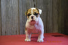 Beabull Puppy For Sale Fresno Ohio Male Rowdy